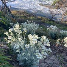 Weeping Paperbark John Flynn (Melaleuca leucadendra) - Ladybird Nursery