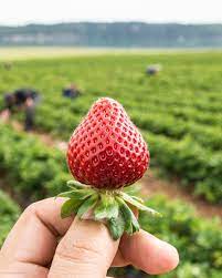 Strawberry Fresca - Ladybird Nursery