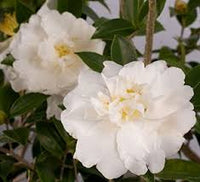 Sasanqua Camellia Paradise Diana (Camellia sasanqua) - Ladybird Nursery