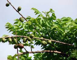 Red Mombin - Ladybird Nursery