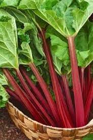 Rhubarb 'Red Dragon' - Ladybird Nursery
