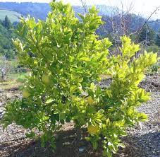 Pummelo Flicks Yellow - Ladybird Nursery