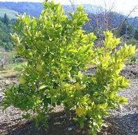 Pummelo Flicks Yellow