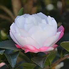 Sasanqua Camellia Paradise Blush (Camellia sasanqua)