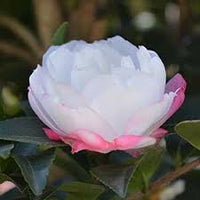 Sasanqua Camellia Paradise Blush (Camellia sasanqua) - Ladybird Nursery