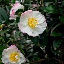 Sasanqua Camellia Paradise Barbara (Camellia sasanqua)