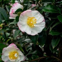 Sasanqua Camellia Paradise Barbara (Camellia sasanqua)