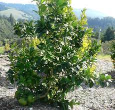 Pummelo Flicks Yellow - Ladybird Nursery