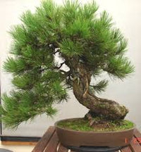 Black Pine Bonsai Starter (Pinus nigra) - Ladybird Nursery