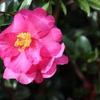 Sasanqua Camellia Jane Morgan (Camellia sasanqua)
