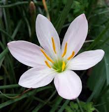 Rain Lily Grandjax (Zephyranthes) - Ladybird Nursery