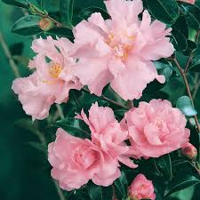 Sasanqua Camellia Paradise Sylvia (Camellia sasanqua)