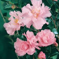 Sasanqua Camellia Paradise Sylvia (Camellia sasanqua)