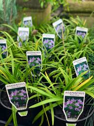 Agapanthus Baby Blue (Dwarf Agapanthus)