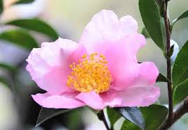 Sasanqua Camellia Plantation Pink (Camellia sasanqua)