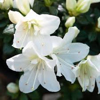 Azalea Searchlight