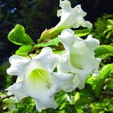 Herald's Trumpet (Beaumontia grandiflora)