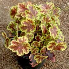 Heuchera Solar Eclipse