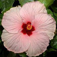Hibiscus Klahanie Wild Cherry