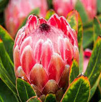 Grevillea Silk Carpet