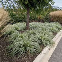 Carex 'Feather Falls'