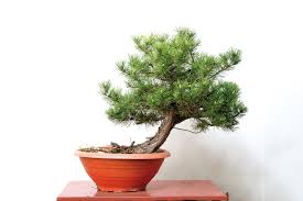 Black Pine Bonsai Starter (Pinus nigra)