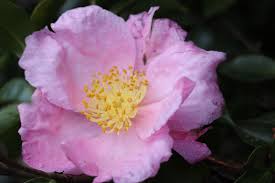 Sasanqua Camellia Exquisite (Camellia sasanqua) - Ladybird Nursery