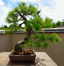 Black Pine Bonsai Starter (Pinus nigra) - Ladybird Nursery