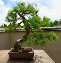 Black Pine Bonsai Starter (Pinus nigra)