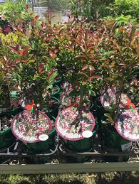 Lilly Pilly Purple Rain (Acmena smithii)