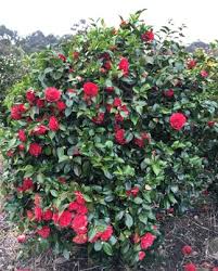 Sasanqua Camellia Exotic Jewel (Camellia sasanqua)