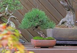 Black Pine Bonsai Starter (Pinus nigra)