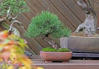 Black Pine Bonsai Starter (Pinus nigra)