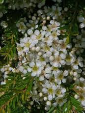 Sannantha similis - Ladybird Nursery