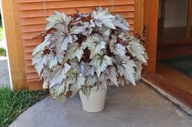 Begonia - Bewitched Lavender