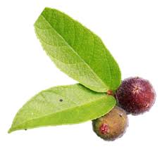 Sandpaper Fig (Ficus coronata)