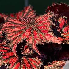 Begonia - Bewitched Red Black