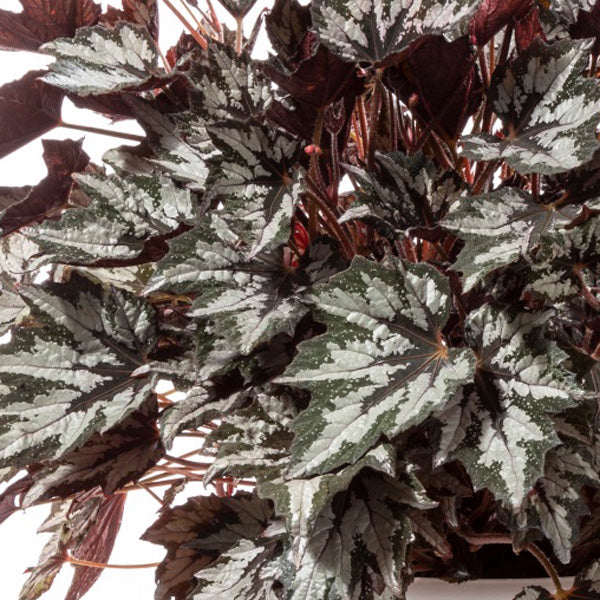 Begonia - Bewitched Wintergreen