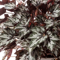 Begonia - Bewitched Wintergreen - Ladybird Nursery