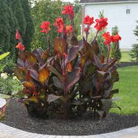 Tropicanna Lily Black - Ladybird Nursery