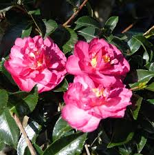 Sasanqua Camellia Dazzler (Camellia sasanqua) - Ladybird Nursery