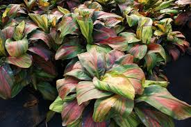 Cordyline Willy's Gold (Cordyline fruticosa) - Ladybird Nursery
