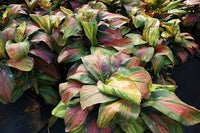 Cordyline Willy's Gold (Cordyline fruticosa)