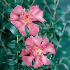 Sasanqua Camellia Cherilyn (Camellia sasanqua)