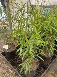Sabre Tooth Fig (Ficus longifolia) - Ladybird Nursery