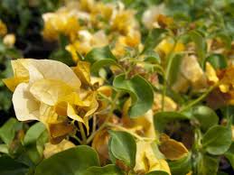 Bougainvillea 'Siggi' (Bougainvillea Bambino™) - Ladybird Nursery