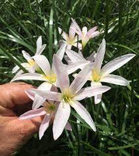 Rain Lily Grandjax (Zephyranthes)