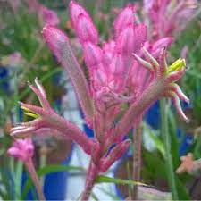 Compact Tall Babingtonia Compacta (Babingtonia virgata)