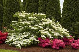 Japanese Snowball Mariesii (Viburnum plicatum)