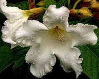 Herald's Trumpet (Beaumontia grandiflora)